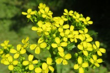 Beautiful Yellow Barbarea Flowers In Spring