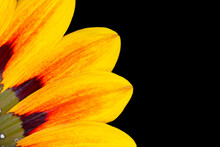 Close Up Of Yellow Petals Of Flower Isolated On Black
