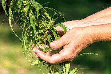 Wall Mural - Medical cannabis plant in the hands of a farmer