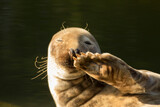 Fototapeta  - the seal lies down and salutes, and say hello, waving its fin