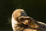 Fototapeta  - the seal lies down and salutes, and say hello, waving its fin