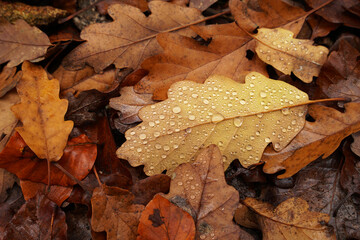Wall Mural - Autumn yellow and brown oak leaves with morning dew, autumn atmosphere Rconcept