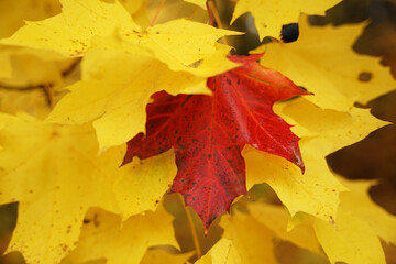 Wall Mural - Single red maple leaf on yellow maple tree, autumn atmosphere concept