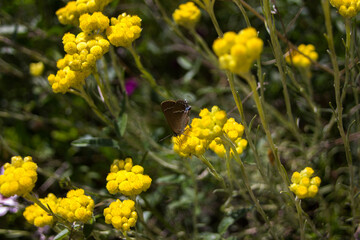 Canvas Print - View of a butterfly siting on the flower with yellow petals in the field in  Caudiel, Castellon