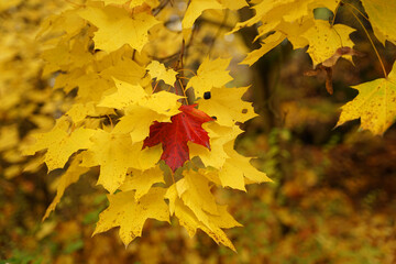 Wall Mural - Single red maple leaf on yellow maple tree, autumn concept