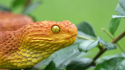 Wall Mural - 4k Slow Motion video of a jaw rearticulation of the jaw from a venomous Bush Viper Snake (Atheris squamigera)