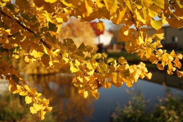 Wall Mural - Maidenhair tree (Ginkgo biloba ) closeup yellow leaves, autumn concept