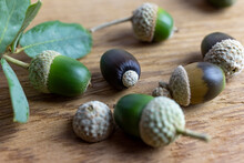 Various Acorns On A Cedr Plank As A Background Decoration For The Holiday