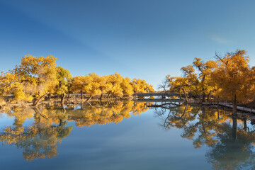 Wall Mural - beautiful ejina in autumn