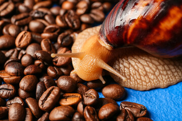 Poster - Giant Achatina snail and coffee beans on color background, closeup