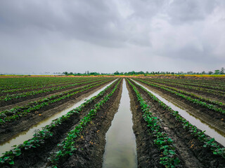 Nature of sweet potatoes plantation, yam farming