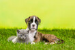 German boxer puppy hugs kitten on green summer grass