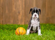 German boxer puppy sits with a basketball on green summer grass