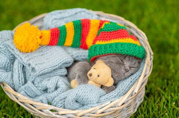  Tiny kitten wearing warm hat hugs favorite toy bear and sleeps inside a basket on green summer grass