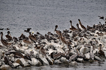 Poster - Pelicans in Pelican Island 