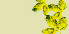 Beautiful Yellow, Green Leaves On Apple Slice Color Background, Autumn, Wallpaper