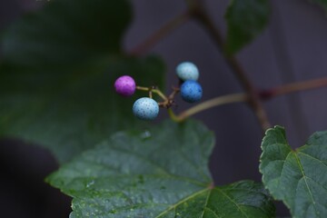 Canvas Print - Wild grape vine. Vitaceae vine deciduous shrub.