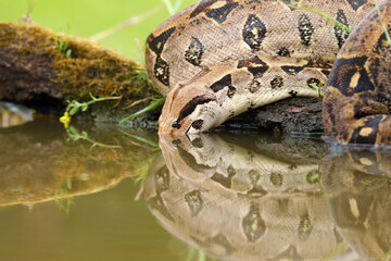 Wall Mural - The boa constrictor (Boa constrictor), also called the red-tailed or the common boa drinks from a dark turbid pool.