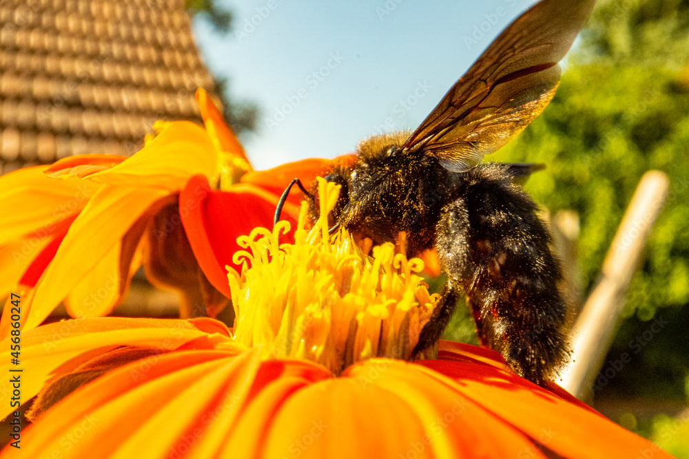 Holzbiene an einer orangefarbenen Blüte