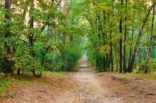 Picturesque Landscape View Of Narrow Dirt Road In The Autumn Forest. Forest Path In The Morning. Forest Trail