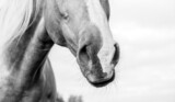 Fototapeta Konie - horse muzzle close-up black-and-white
