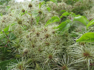 Sticker - Closeup shot of an Old-man's-beard plant among green leaves