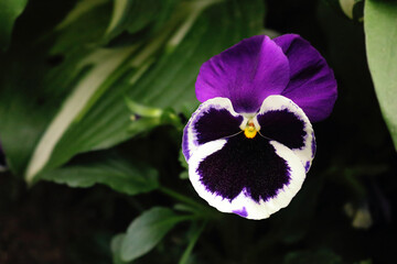 Wall Mural - Purple pansy flower with dark green leaves