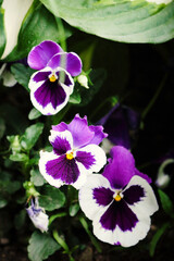 Wall Mural - Purple pansies with green leaves vertical background