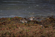 Turnstone Birds Amongst The Seaweed