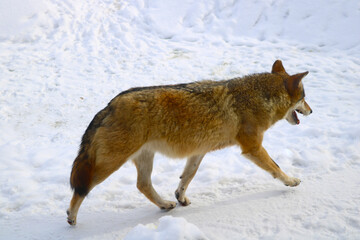  Close-up of a wolf running through the snow.