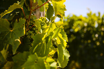 Wall Mural - Green grapes in a vineyard in sunset light 