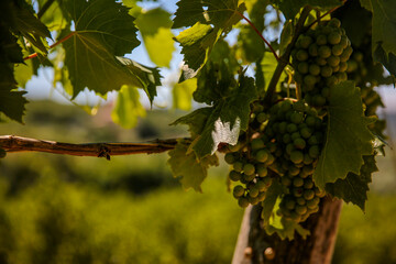 Wall Mural - Green grapes in a vineyard in sunset light 