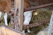 FU 2020-07-14 Ernte 249 Im Stall steht eine Kuh
