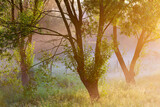 Fototapeta  - Details of trees in a misty field at sunrise