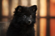 spitz dog cute puppy black color lovely pet portrait
