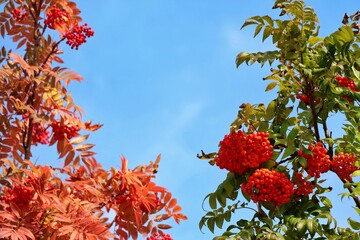 Wall Mural - Soft focus of two bunch of red rowan with red berries and colorful leaves in autumn. Nature concept.