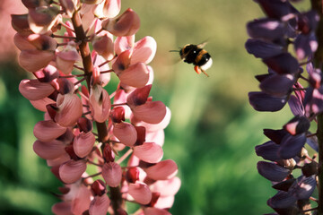 Sticker - Closeup shot of a bumblebee flying into a pink lupine flower