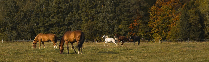 The banner. Horses graze on the farm in the fresh air. Beautiful autumn landscape with pets.