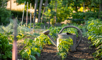 Wall Mural - Arrosoir dans un jardin potager au printemps.