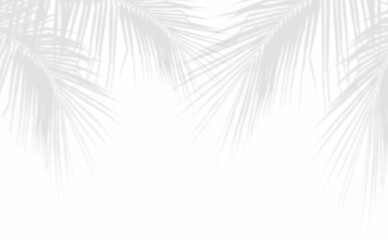 Wall Mural - shadow of palm leaves on white cement wall background