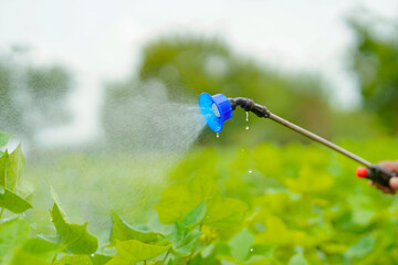 Wall Mural - indian farmer spraying pesticide at cotton field.