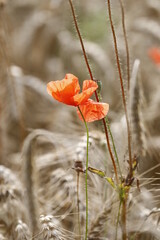 Wall Mural - red poppy flower