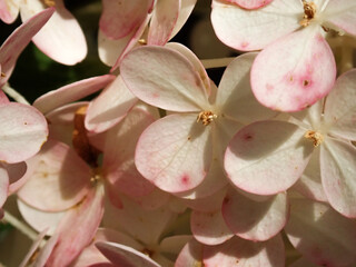 Wall Mural - Pink and White Hydrangea close up