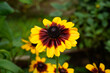 A prominent Rudbeckia Denver Daisy flower in the foreground with several additional flowers in the background.