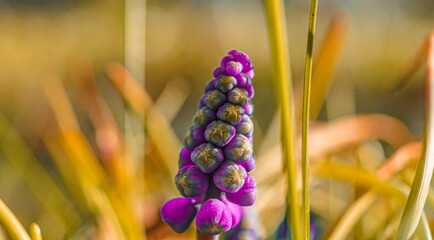 Wallpaper flowers flower purple summer весна Цветок Солнечный Traubenhyazinthen Muscari Виноград гиацинт