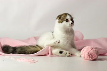 Wall Mural - Young scottish highland fold kitten on white and pink background