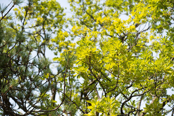 Wall Mural - green yellow leaves on oak tree branch