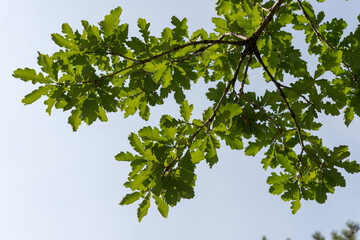 Wall Mural - green oak leaves against blue sky