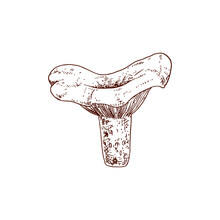 Hand Drawn Niscalo. Saffron Milk Cap Mushroom. Isolated Sketch On White Background. Vector Illustration.