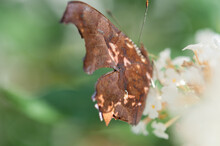 Polygonia Interrogationis Or The Question Mark Butterfly